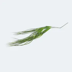 Gałazka zielonej trawy 70cm GAP156