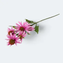 Echinacea 73cm -sztucz.rośl. 163CAN5797-17/1_04