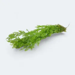 Różdżyca rutewkowata wiszca 99cm -sztucz.rośl.  87