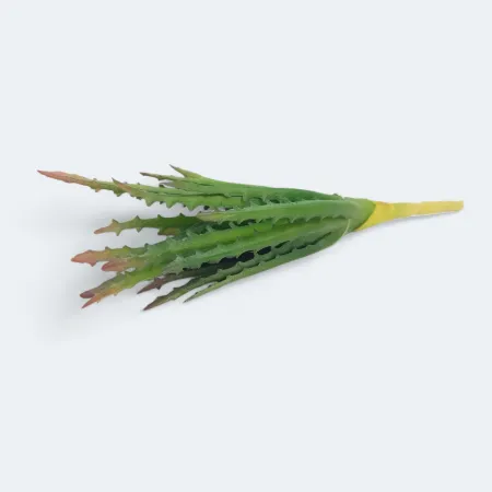 QH910175GR sukulent